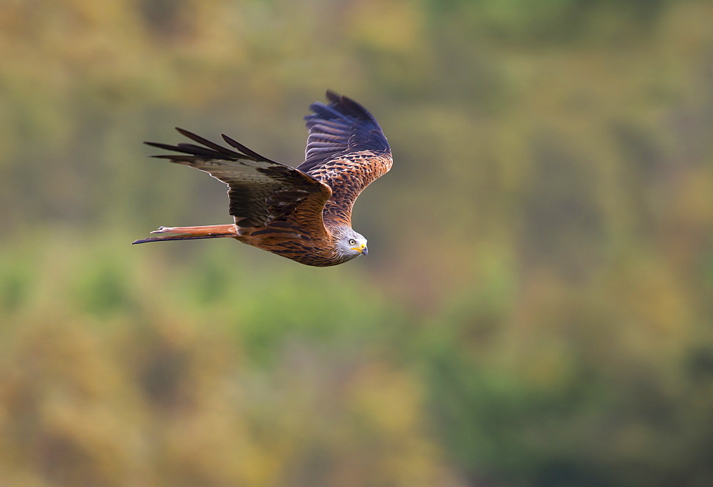 Red Kite in flight in autumn- GB