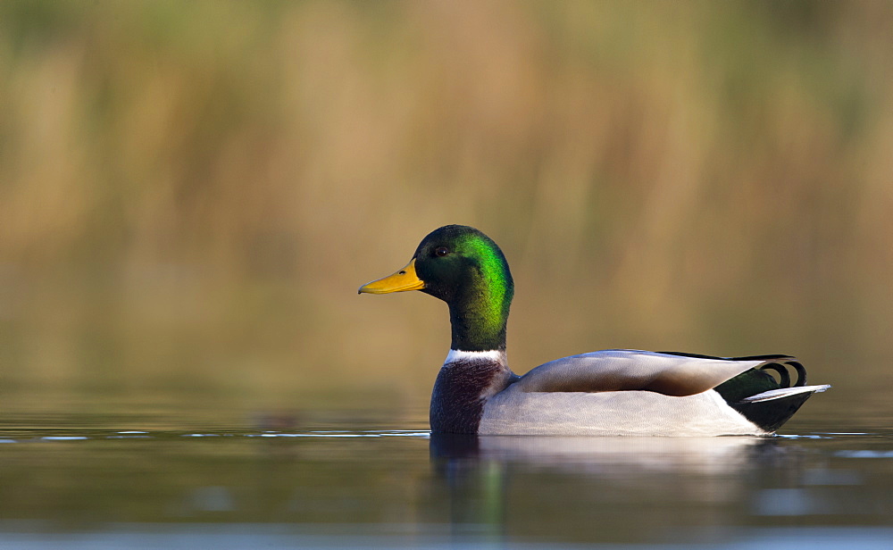 Drake Mallard swimming on a pond in autumn- GB