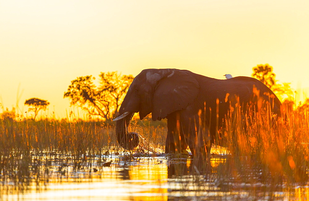 African Elephant at dawn, Okavango Delta Botswana