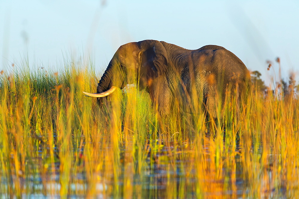 African Elephant, Okavango Delta Botswana