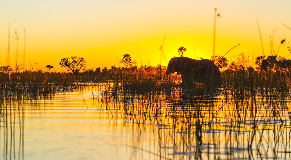 African Elephant at dawn, Okavango Delta Botswana