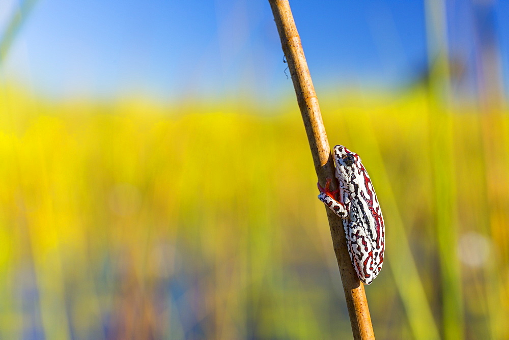 Painted Reed Frog, Okavango Delta Botswana 