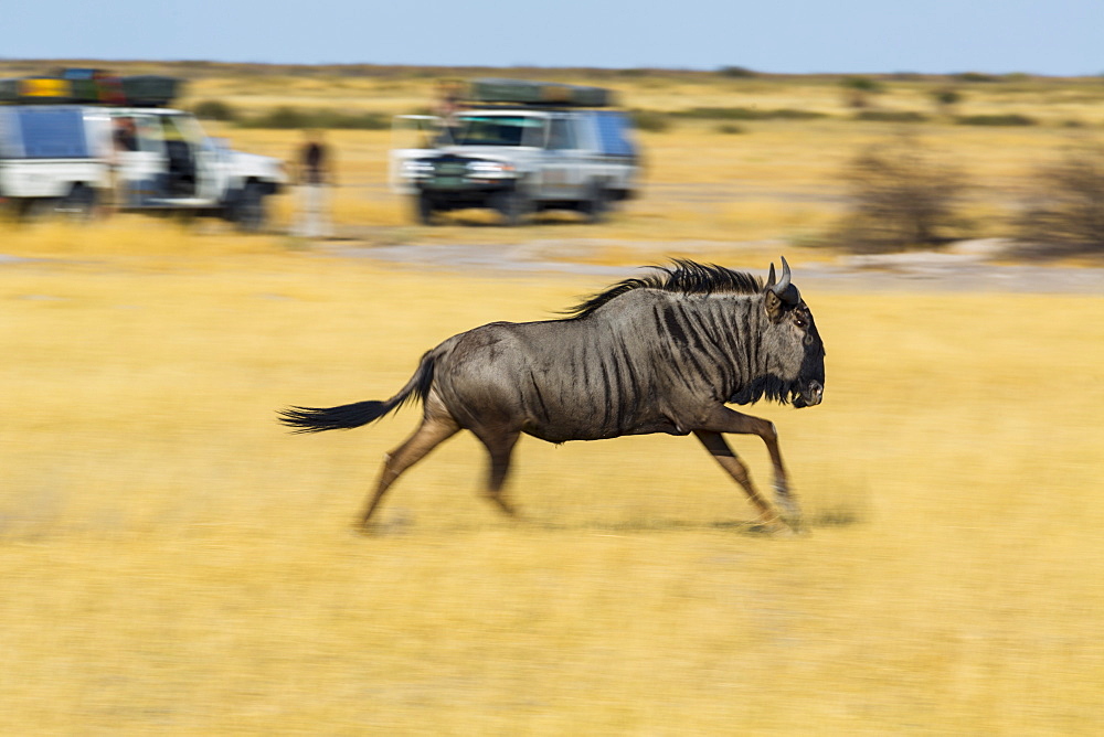 Wildebeest running and tourists, Kalahari Botswana 