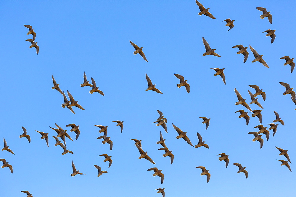 Gangas flight, Kalahari Botswana