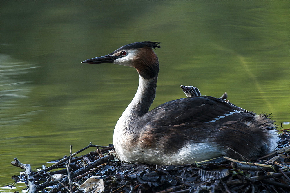 Crested grebe and young in the nest, Picardy France