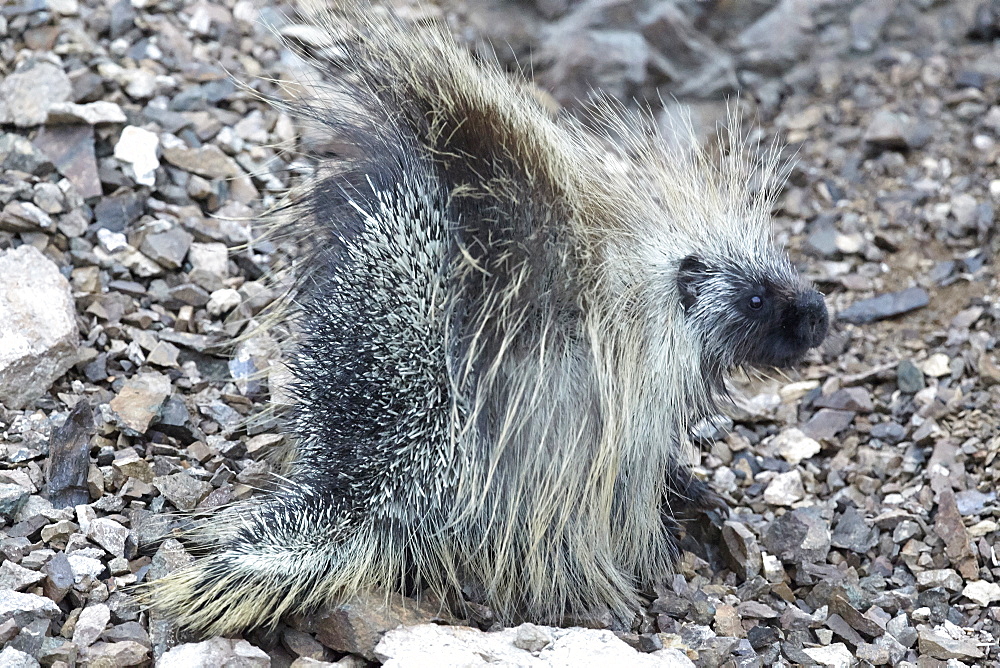 American porcupine on pebbles, Denali NP Alaska