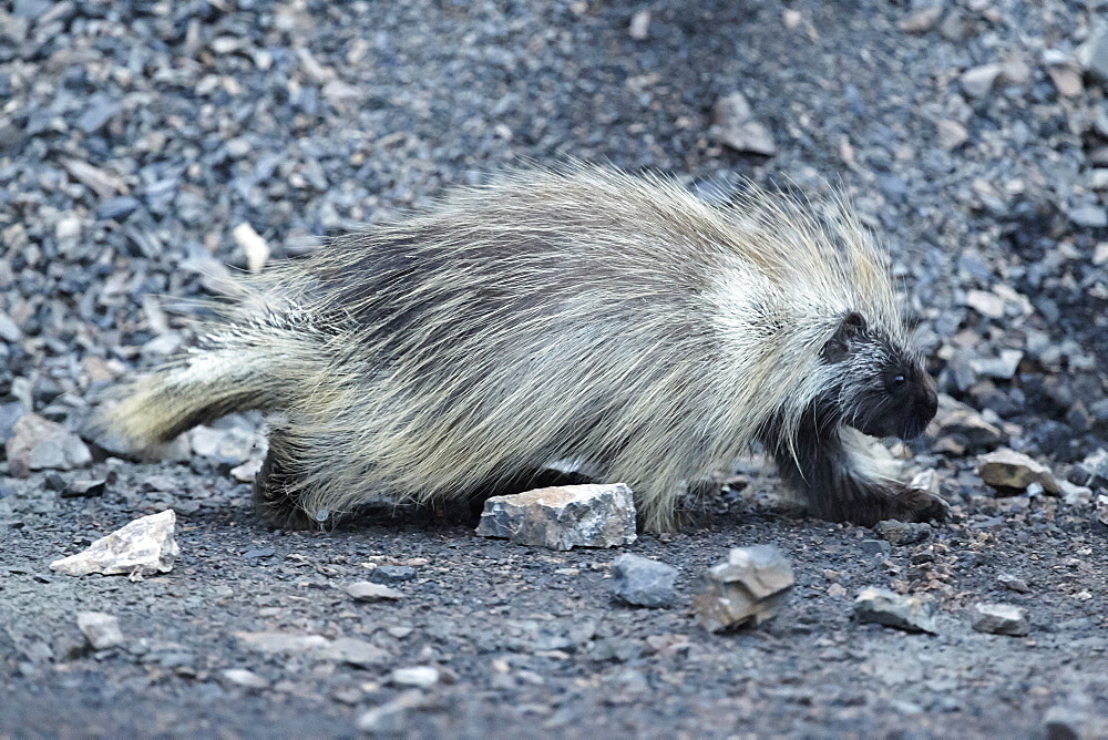 American porcupine on pebbles, Denali NP Alaska