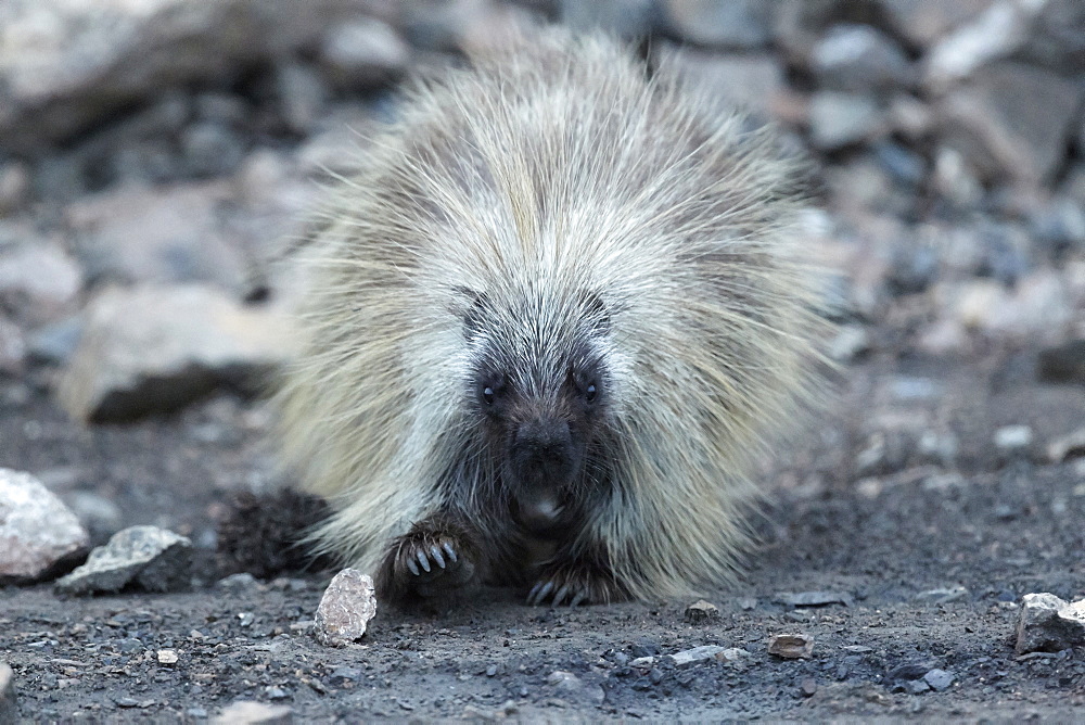 American porcupine on pebbles, Denali NP Alaska