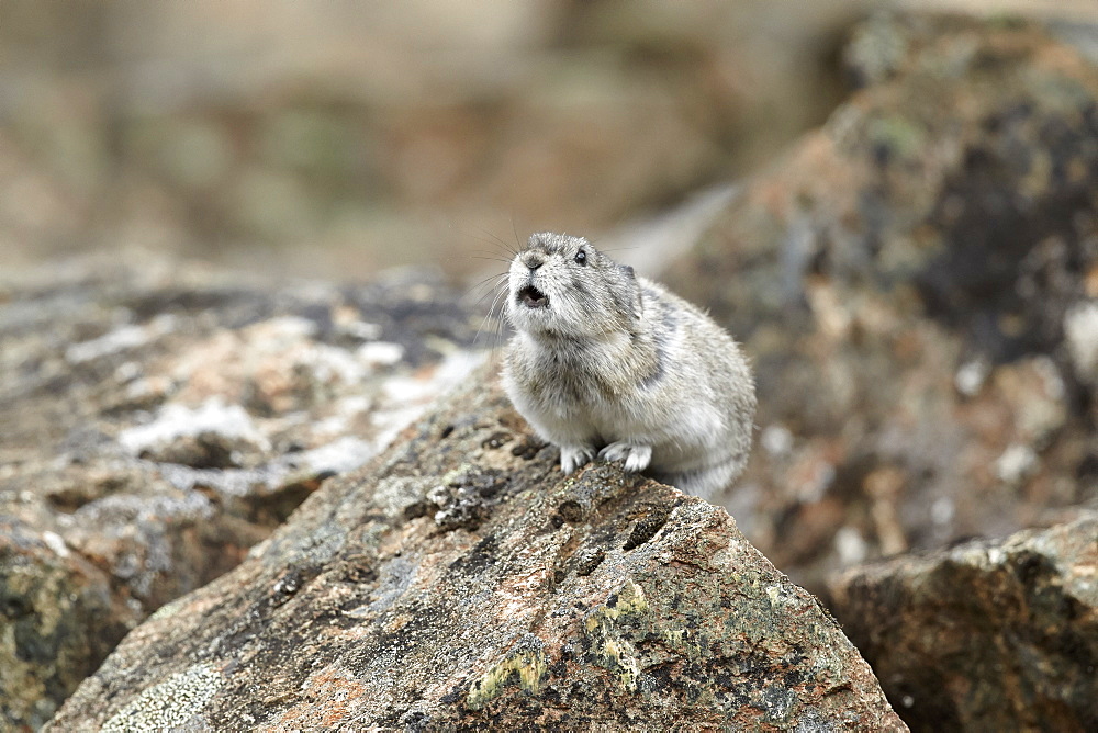 Collared Pika on rock, Denali NP Alaska