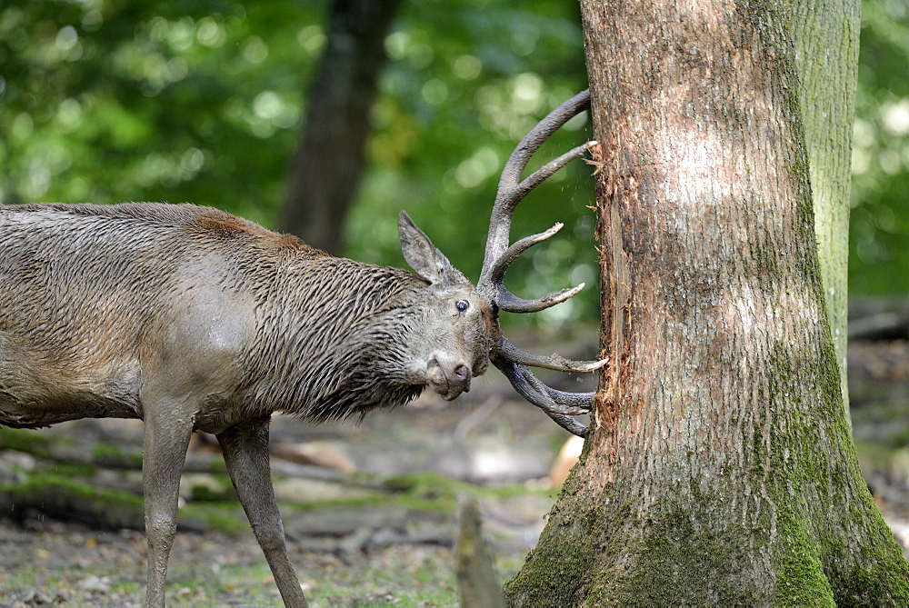 Male red deer during rutting, France 