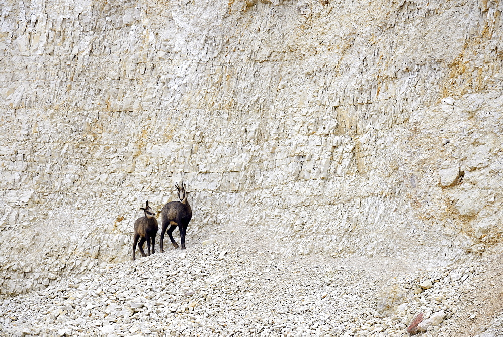 Chamois in a working quarry, Jura France