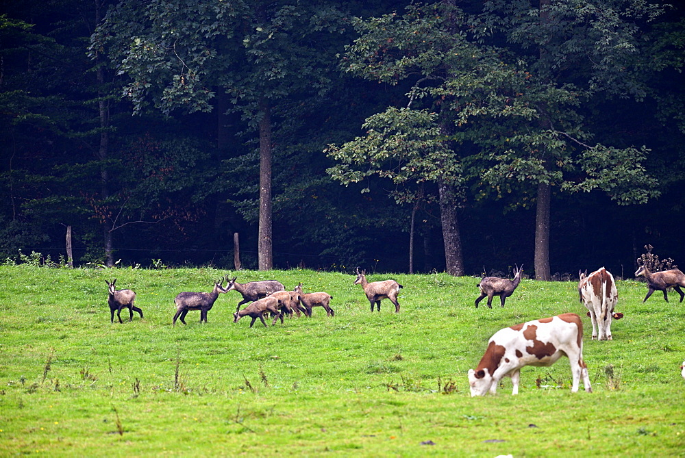 Chamois in a pasture and cows, Haut Doubs Jura  France