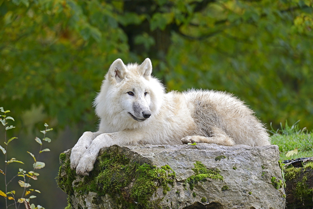 Arctic wolf lying on a rock 