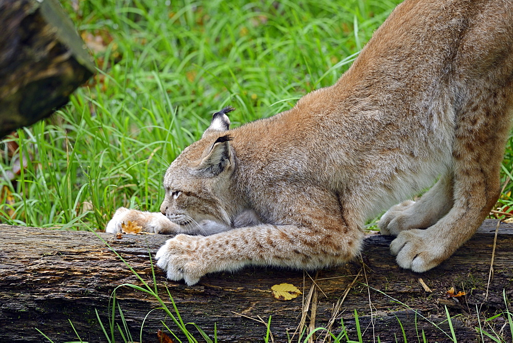 Eurasian lynx is making the claws on a tree trunk 