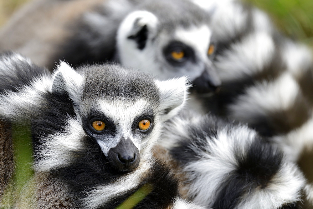 Portrait of Ring-tailed lemurs