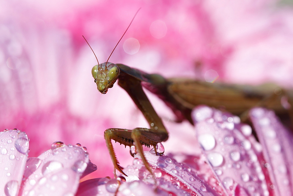 Female praying mantis in flower Gerbera, France