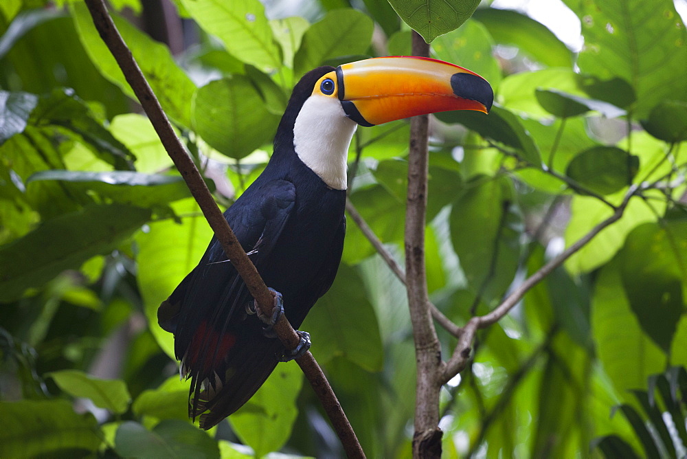 Toco Toucan on a branch, Parana Brazil 