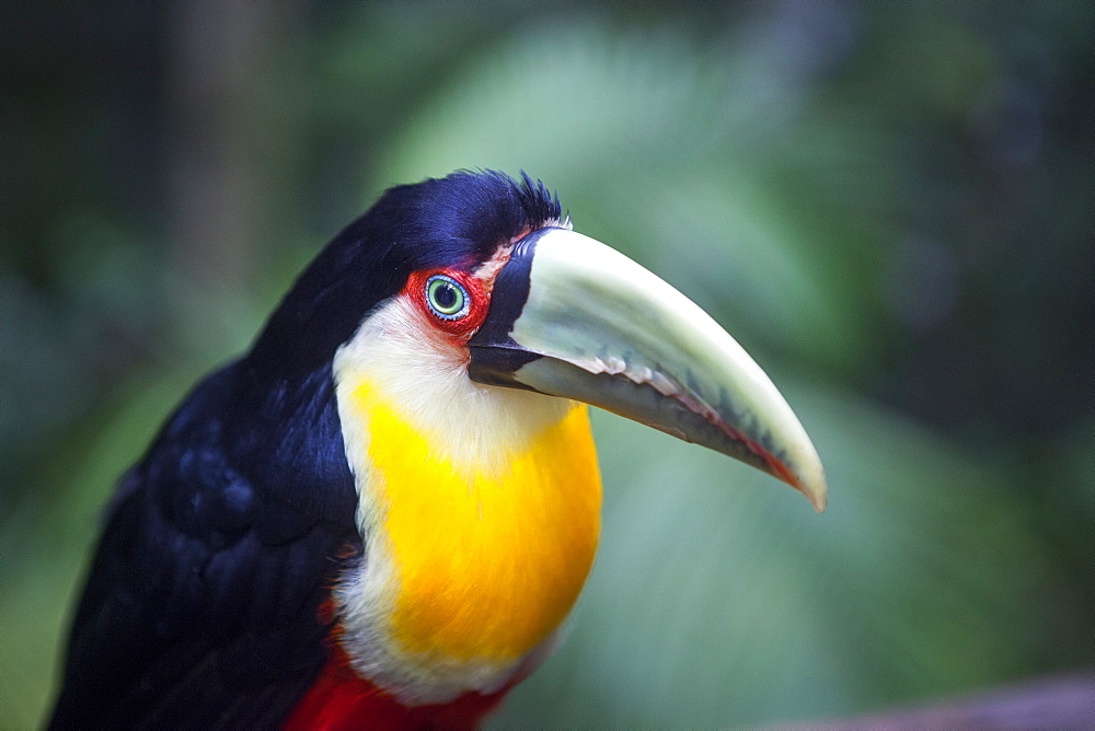 Portrait of Red-breasted Toucan, Parana Brazil