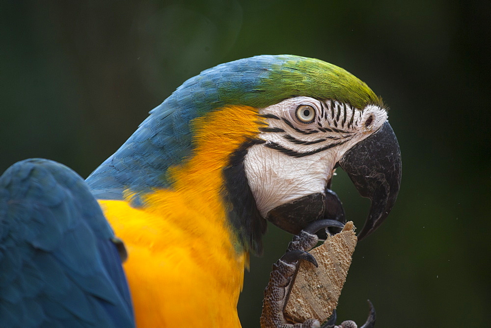 Portrait of Blue-and-yellow Macaw, Parana Brazil