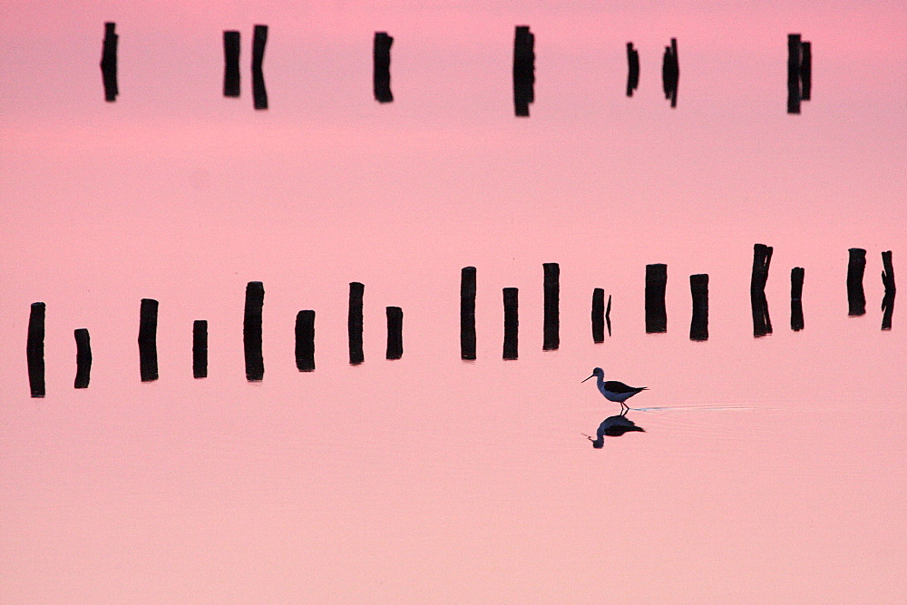 White Stilt and picket in a coastal marsh, France 