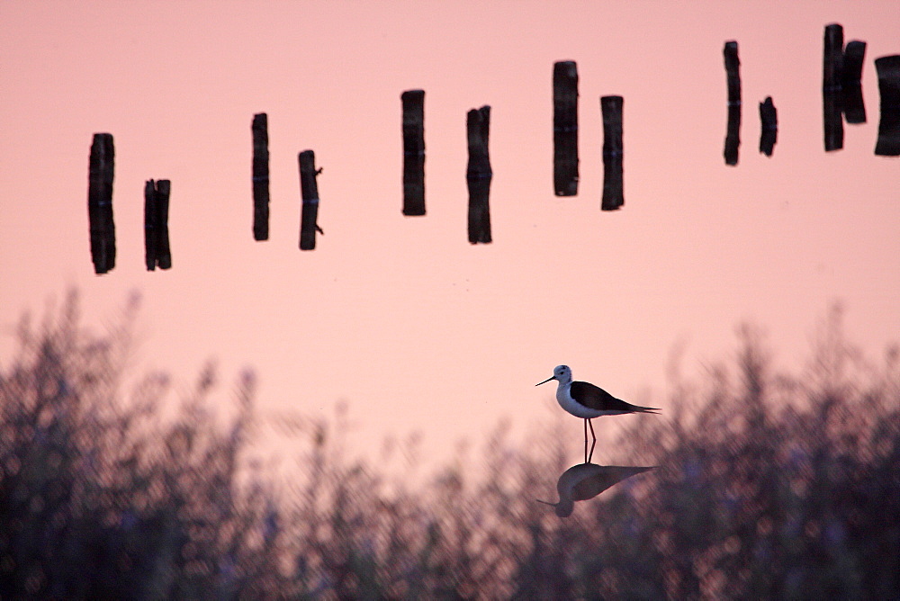 White Stilt and picket in a coastal marsh, France 