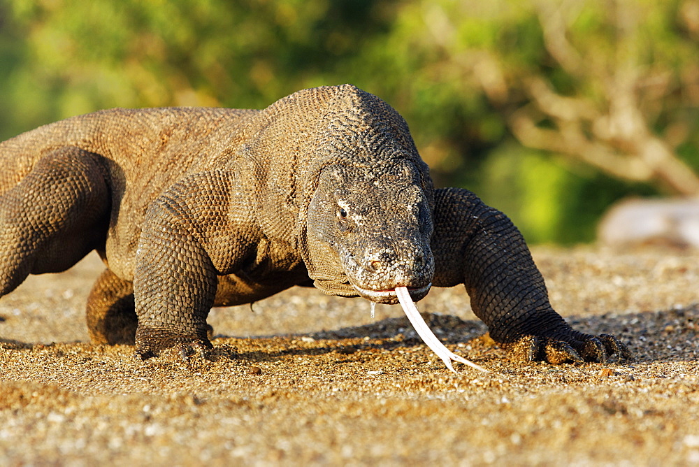 Komodo dragon walking, Komodo Indonesia