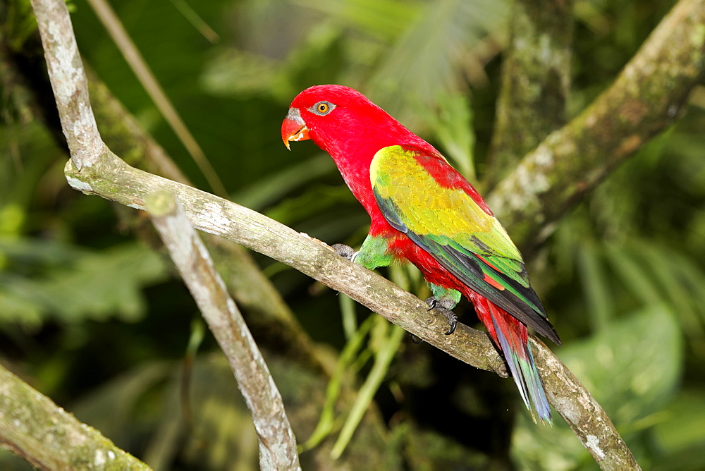 Chattering lory on branch, Indonesia