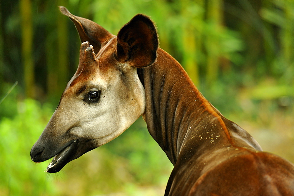 Portrait of Okapi, Zoo de Doue la Fontaine France 