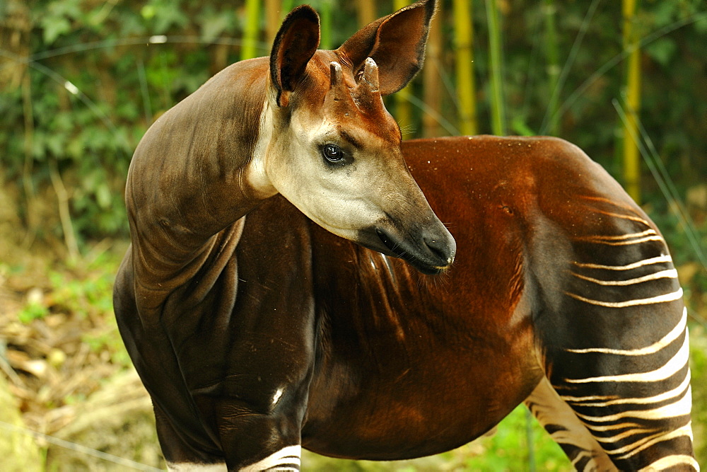 Okapi in a pen, Zoo de Doue la Fontaine France 