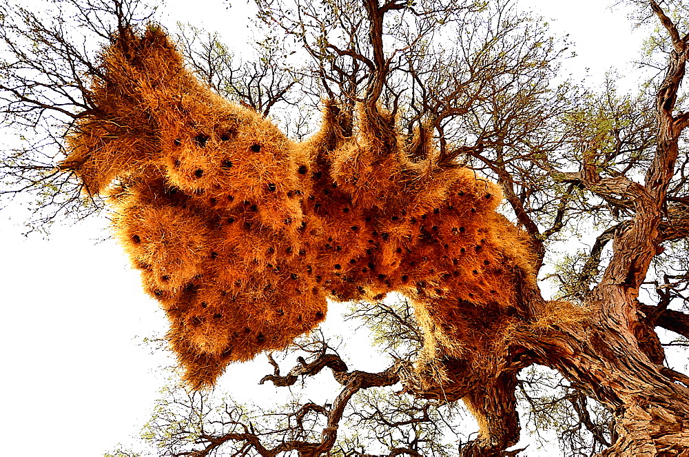 Sociable Weaver nests on a tree, Namibia 