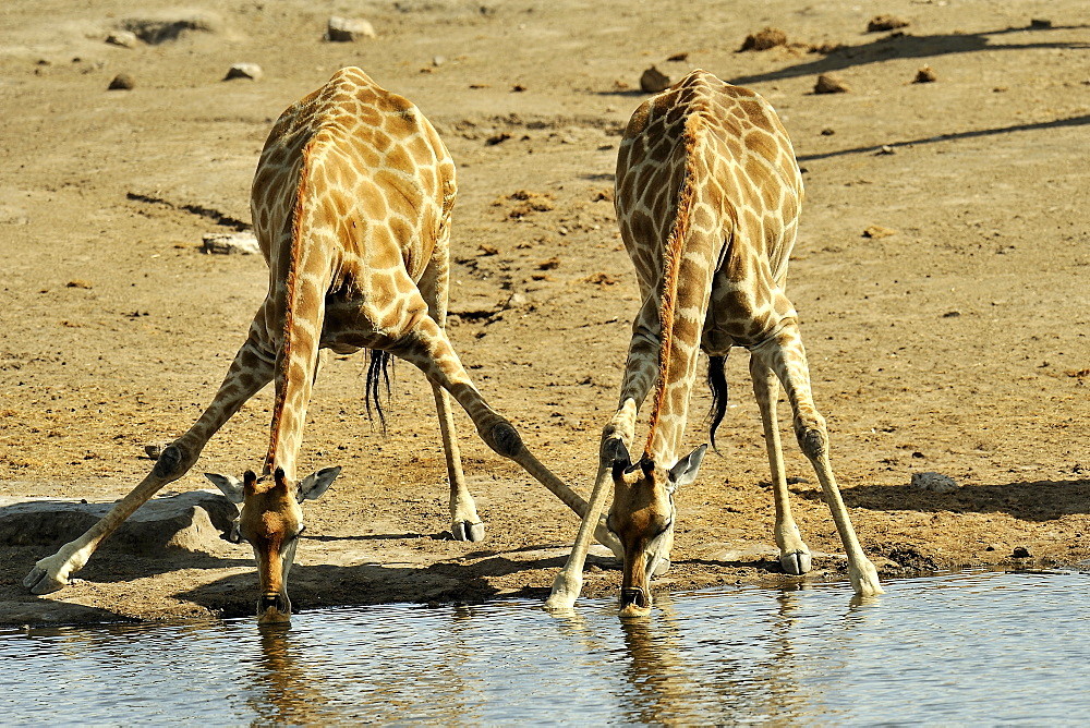 Giraffes drinking at the waterhole, Etosha Namibia
