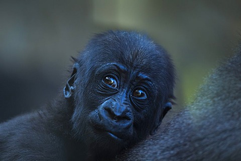 Portrait of young Lowland Gorilla Western 