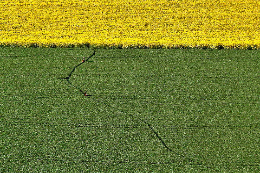 Deer in a field of wheat, Picardy France 