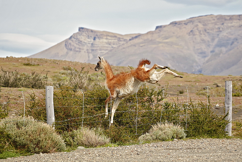 Guanaco jumping over a fence, Patagonia  Chile