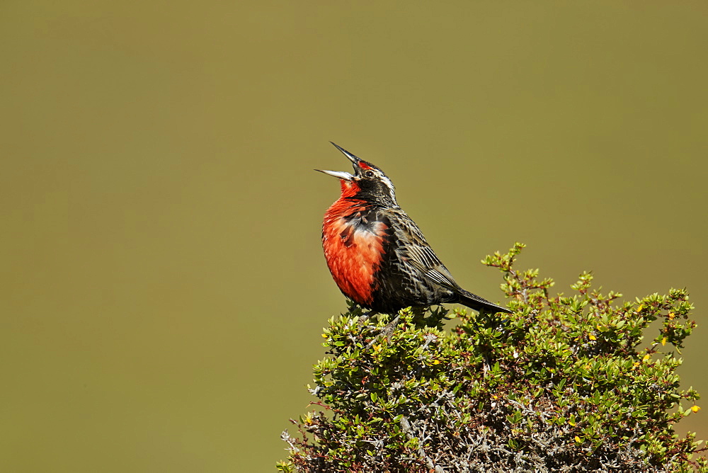 Long-tailed Meadowlark male, Torres del Paine NP Chile