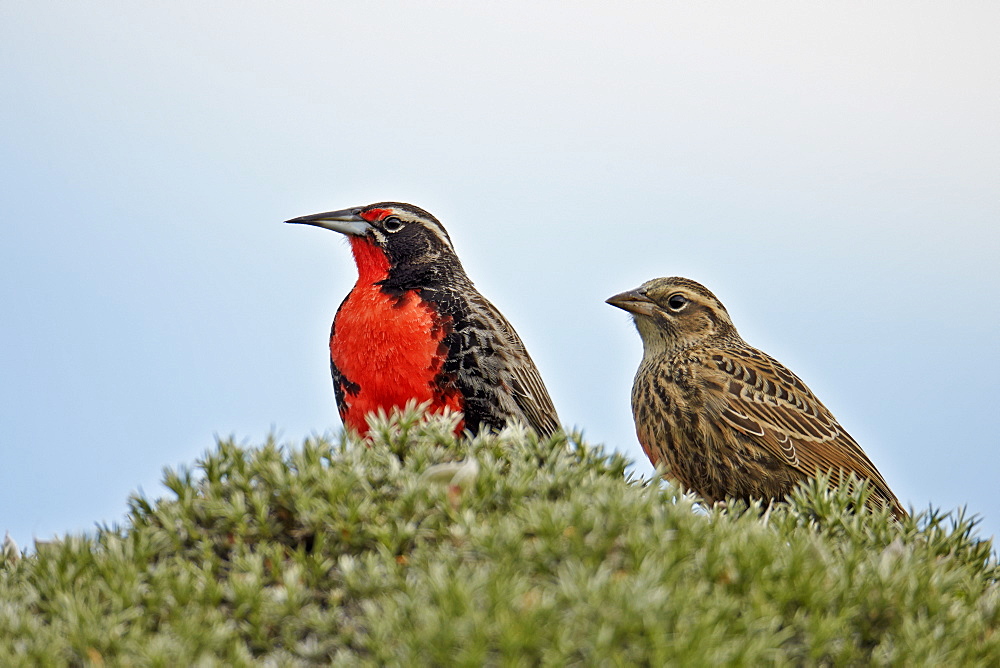 Long-tailed Meadowlark couple, Torres del Paine NP Chile