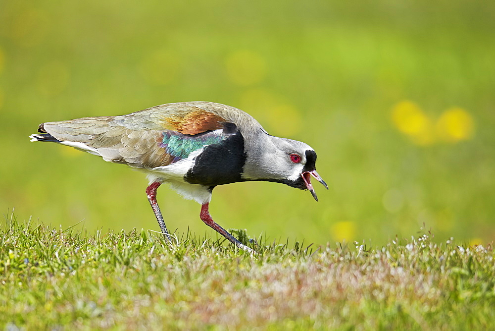 Southern Lapwing on grass, Torres del Paine NP Chile