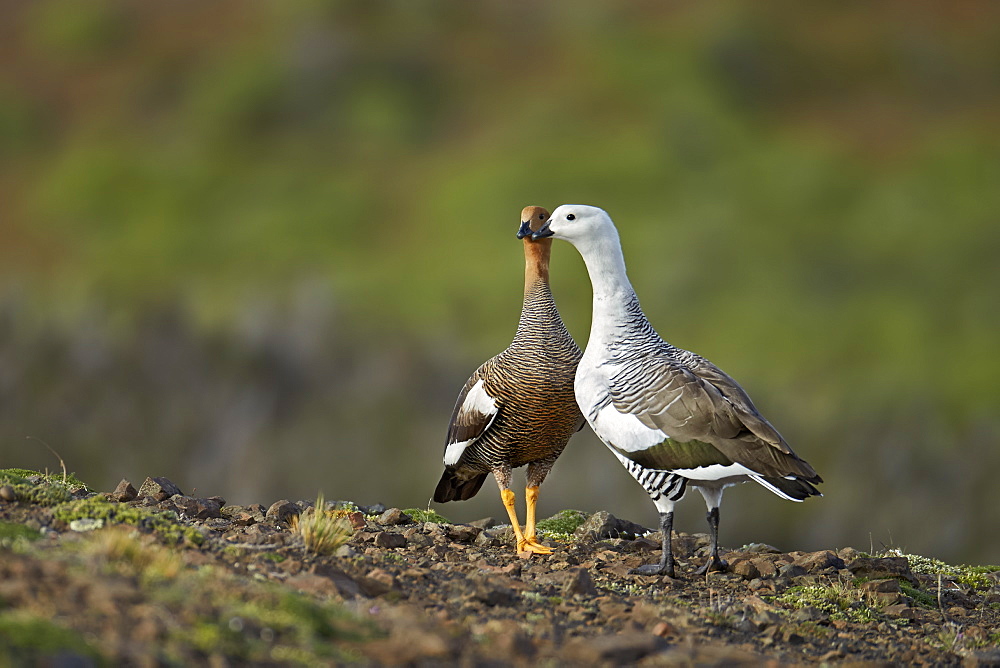 Upland geese breeding pair, Torres del Paine NP Chile