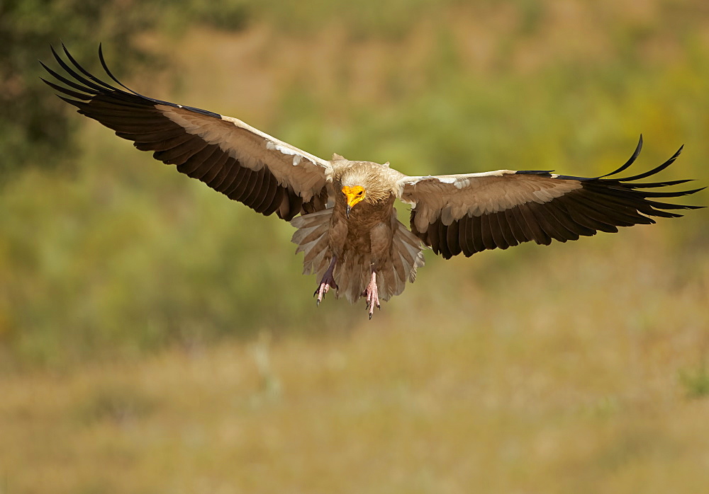 Egyptian Vulture landing, Extremadura Spain