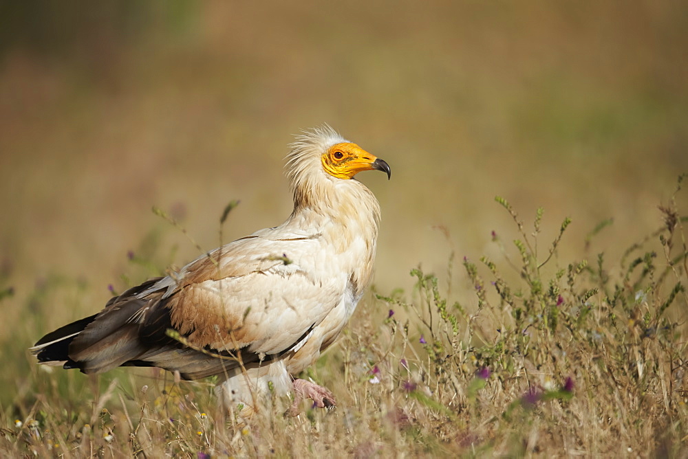 Egyptian Vulture on ground, Extremadura Spain