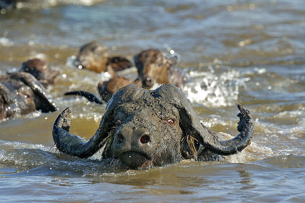 African buffalo in the river, Savuti Chobe NP Botswana