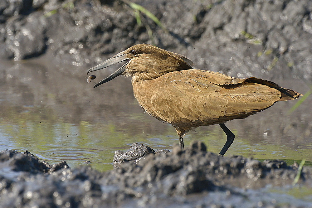 Hamerkop capturing a tadpole on the bank, Botswana 