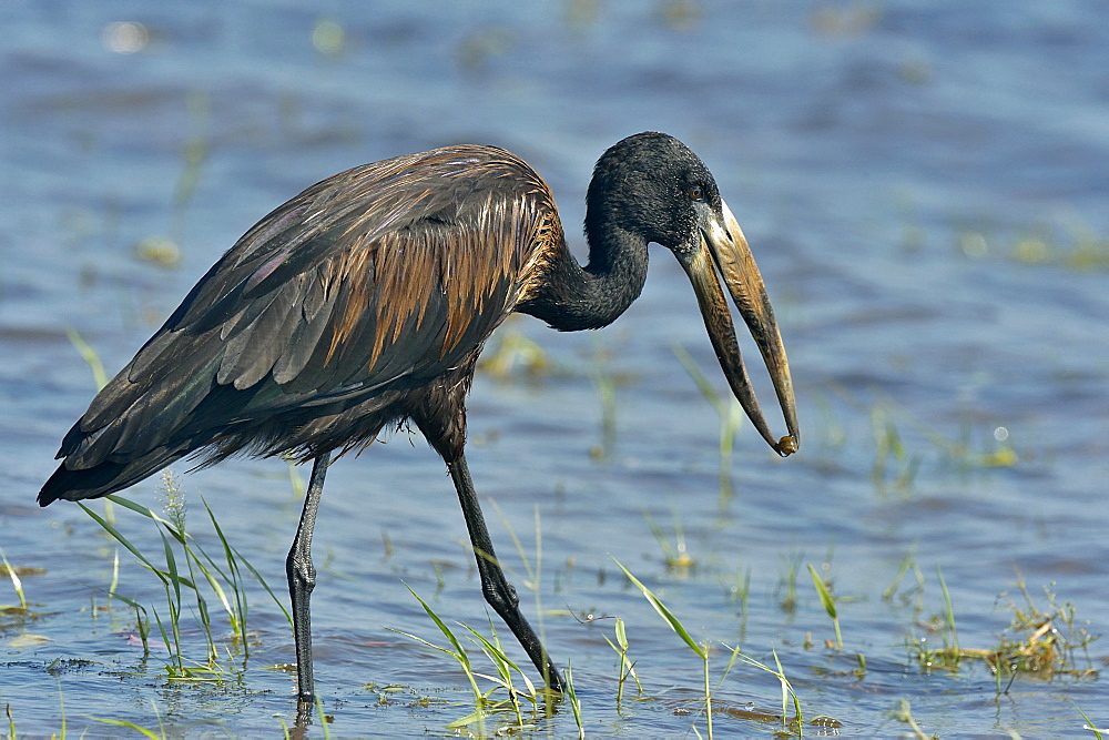 African Openbill in water, Botswana 