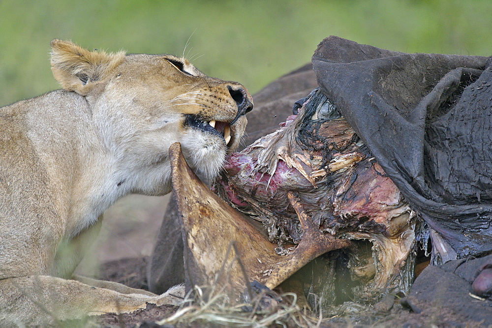 Lioness and carcass African Elephant, Botswana 