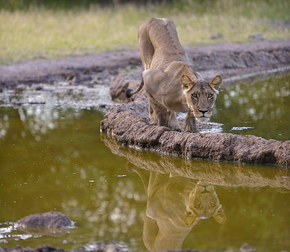 Lioness on the bank, Kalahari Botswana 