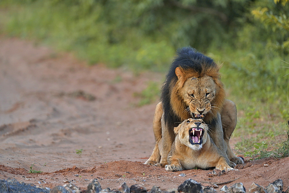 Lion mating, Botswana 