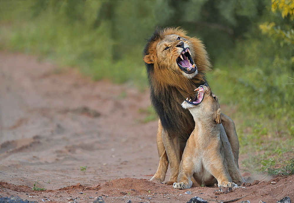 Lion mating, Botswana 