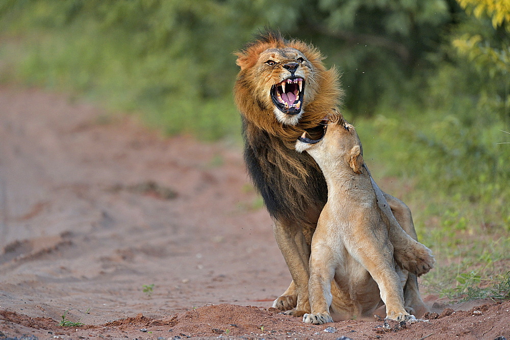 Lion mating, Botswana 