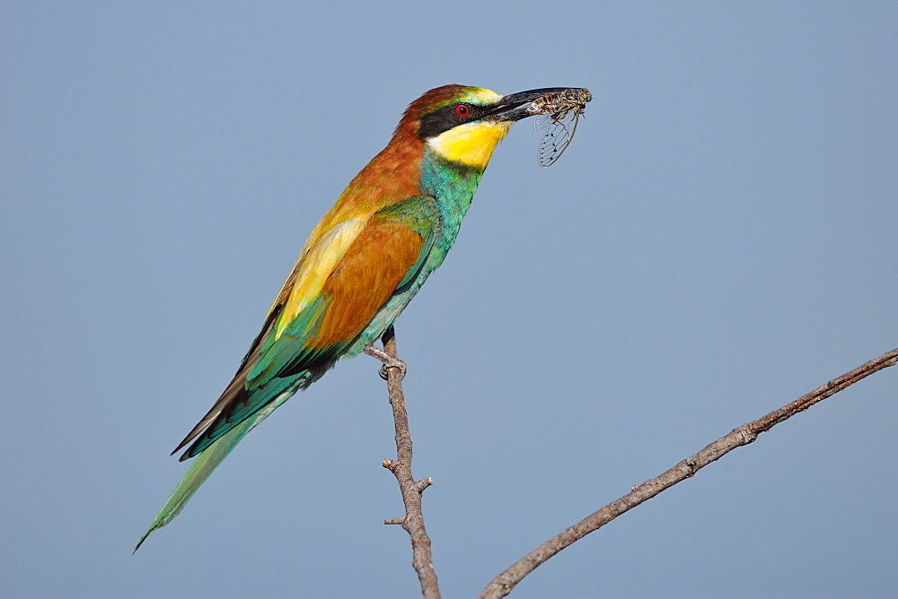 European Bee-eater swallowing a Cicada on a branch, France 