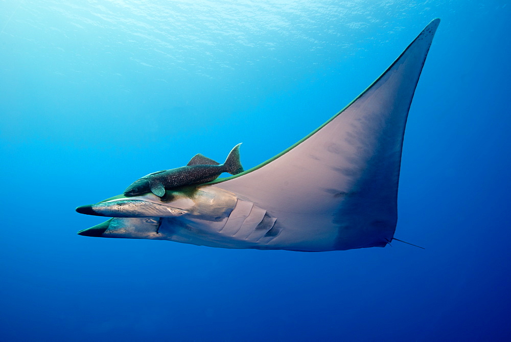 Sicklefin Mobula with Remora, Azores